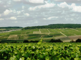 Chardonnay - Chablis, 1er Cru Montmains, Domaine Jean Goulley