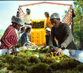 Cabernet Sauvignon, Shiraz - La Reserve, Grover, Rolland, India