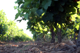Chardonnay - Greg & Juju, Rose, Domaines Robert Vic, Languedoc-Roussillon