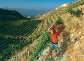 Kotsifali, Cabernet Sauvignon - Domaine Zacharioudakis, Kreta, Griekenland