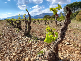 Carignan  -  Vieille Vignes, Mas de Lavail, Cotes Catalanes