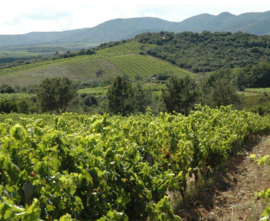 Carignan, Grenache, Mourvedre, Syrah - Faugeres  La Closeraie  van Abbaye Sylva Plana