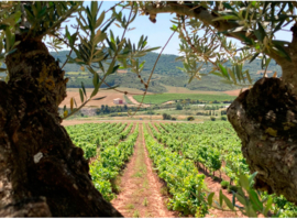 Chardonnay - Unoaked, Bodegas Castillo Monjardin, Navarra