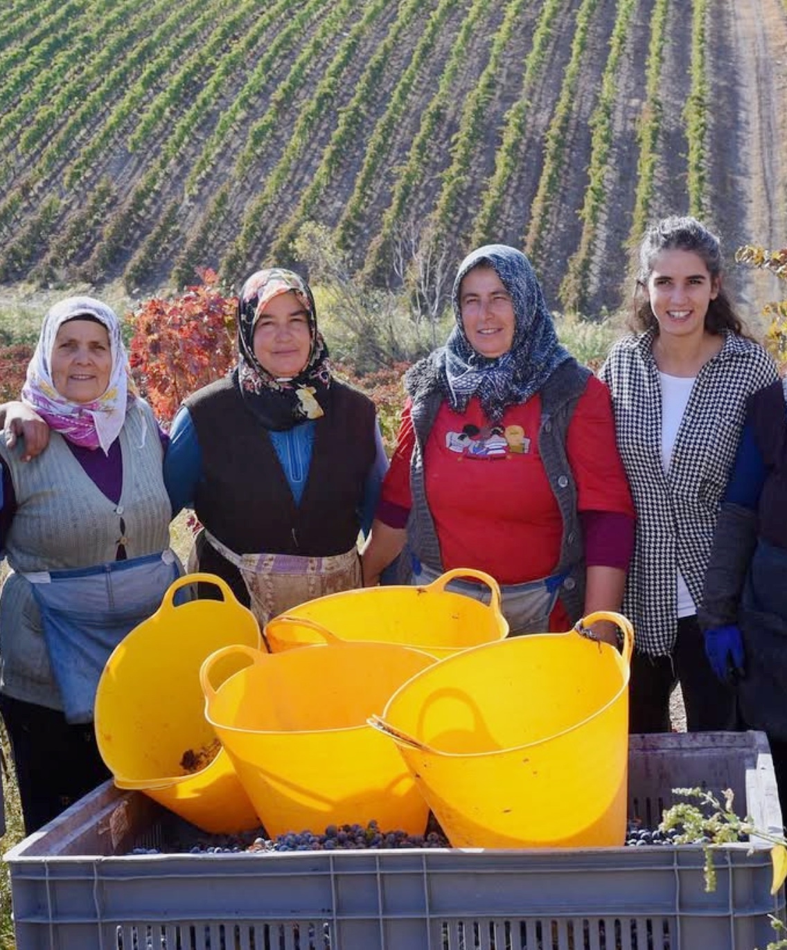 Kalecik Karasi - Vinkara Wines, Kalecik, Anatolie, Turkije