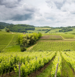 Chardonnay - moderne stijl, vatgerijpt,  Domaine Maire - Cotes du Jura