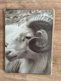 Nostalgisch bordje ram met hoorns
