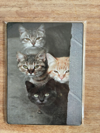 Nostalgisch bordje met 4 poezen