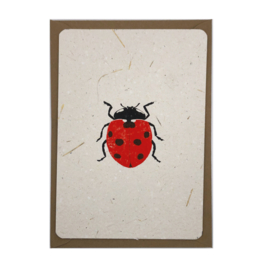 ladybug