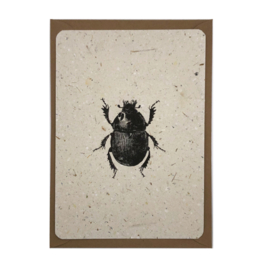 dung beetle