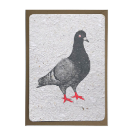 pigeon