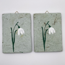 snowdrop