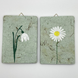 snowdrop