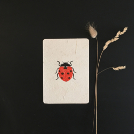 ladybug