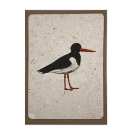 oystercatcher