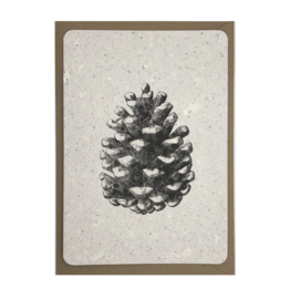 pinecone