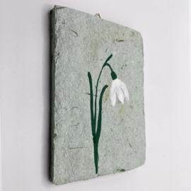 snowdrop