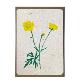boterbloem