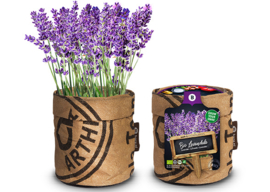 Kitchengarden - Bio Lavendel