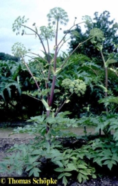 Engelwortel - angelica archangelica