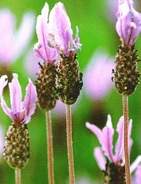 Vlinder Lavendel BIO - lavandula stoechas