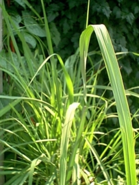 Lemongrass BIO - cymbopogon flexosus