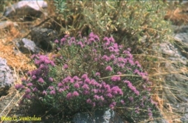 Spaanse Oregano - corydothymus capitatus