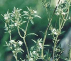 Bonenkruid - satureia hortensis
