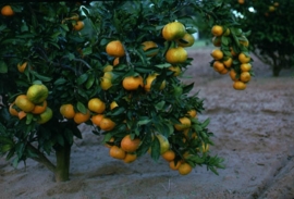 Mandarijnschil, Rode BIO - citrus reticulata var mandarina