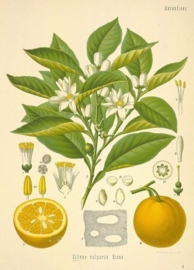 Bittere Sinaasappel  - citrus aurantium ssp amara var pumilia