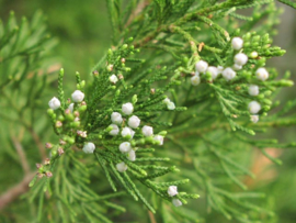 Virginische Ceder - juniperus virginiana