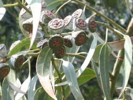 Eucalyptus globulus BIO