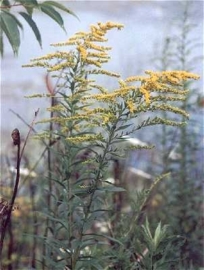 Guldenroede Canadese - solidago canadiensis