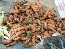 Kurkuma - Curcuma longa