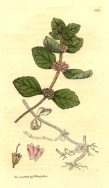 Japanse Munt BIO - mentha arvensis