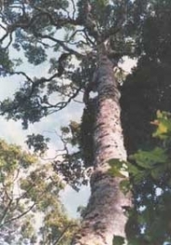 Ravensara BIO - cinnamomum camphora ssp ravintsara