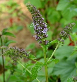 Munt, Peper BIO - mentha piperita var piperita