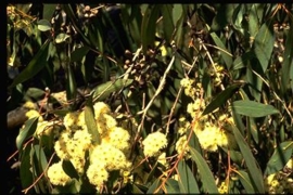 Eucalyptus dives ct piperiton