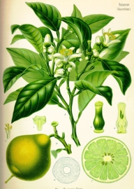 Bergamotblad - citrus aurantium ssp bergamia