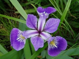 Iris Synergie 11 ml
