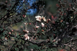 Manuka - leptospermum scoparium