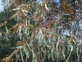 Eucalyptus smithii BIO