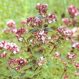 Marjolein BIO - origanum majorana