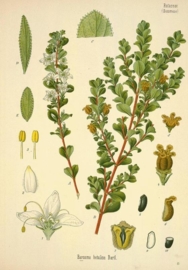 Bucco - barosma betulina