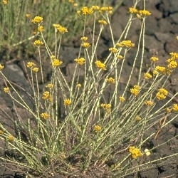 Strobloem BIO - helichrysum italicum ssp serotinum
