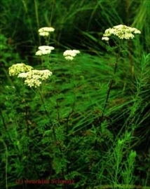 Davana - artemisia pallens