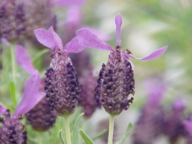 Lavendel Vlinder BIO - lavandula stoechas