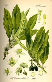 Laurier BIO - laurus nobilis