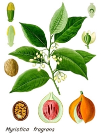 Nootmuskaat- myristica fragrans