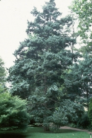 Ceder Virginische - juniperus virginiana