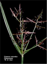 Nagarmotha - cyperus scariosus